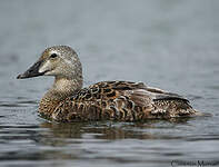 Eider à tête grise