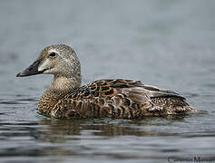 Eider à tête grise