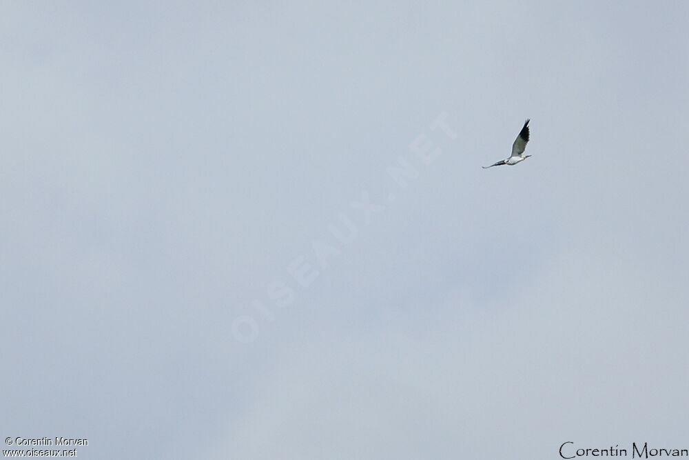 Black-winged Kite