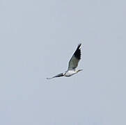 Black-winged Kite