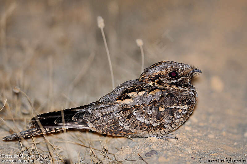 Red-necked Nightjaradult, close-up portrait