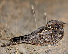 Red-necked Nightjar