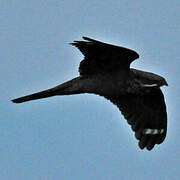 European Nightjar