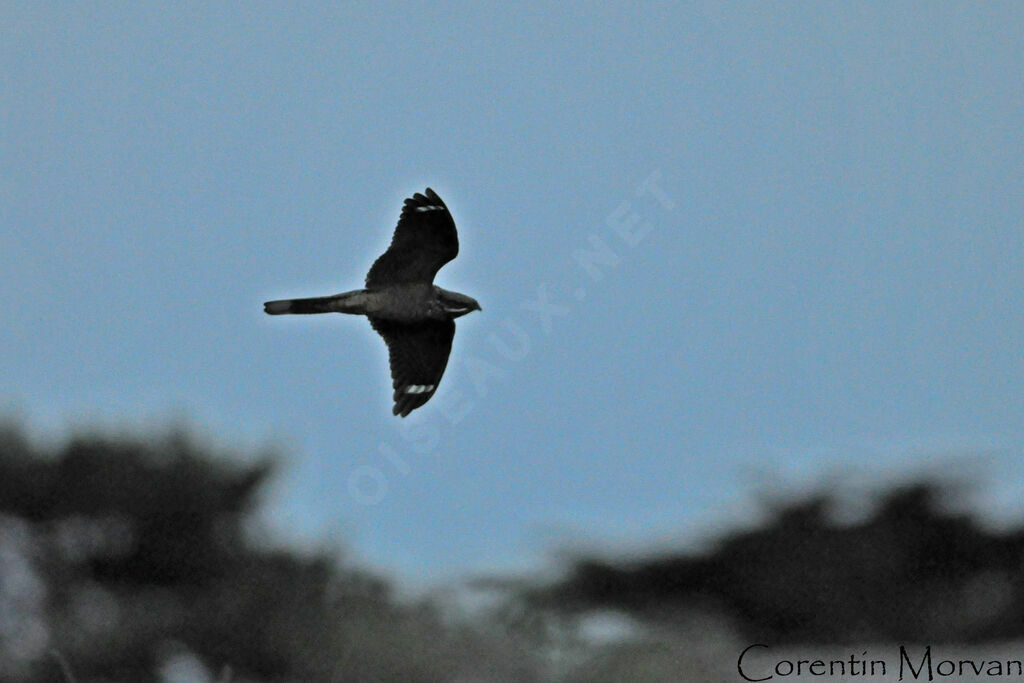 European Nightjar male adult