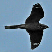 European Nightjar