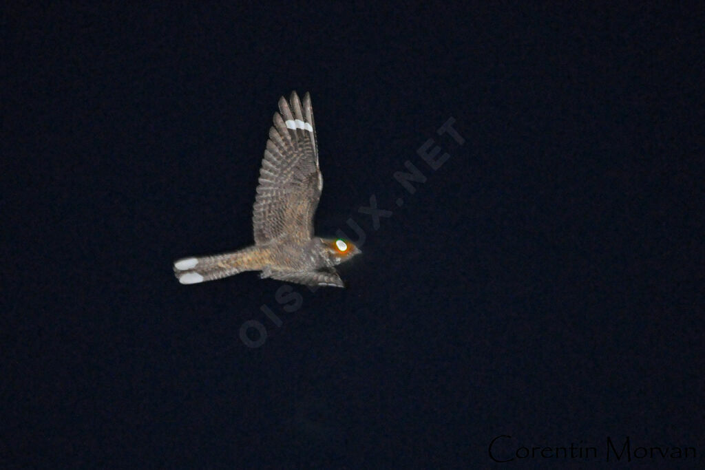 European Nightjar male adult