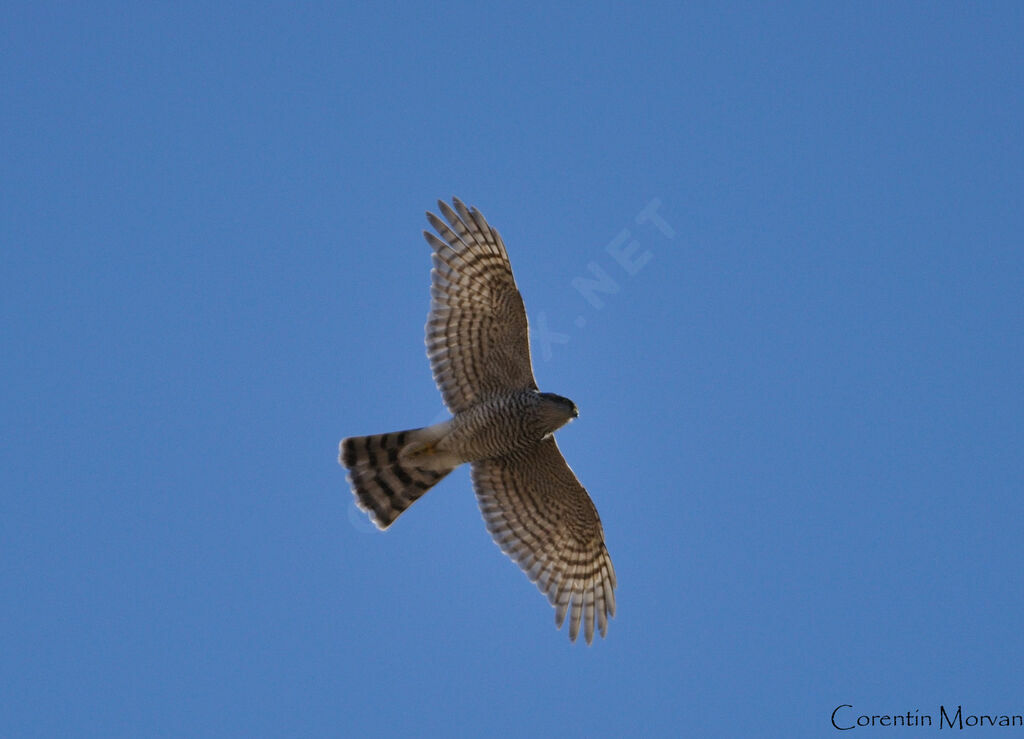 Eurasian Sparrowhawk