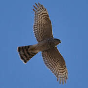 Eurasian Sparrowhawk