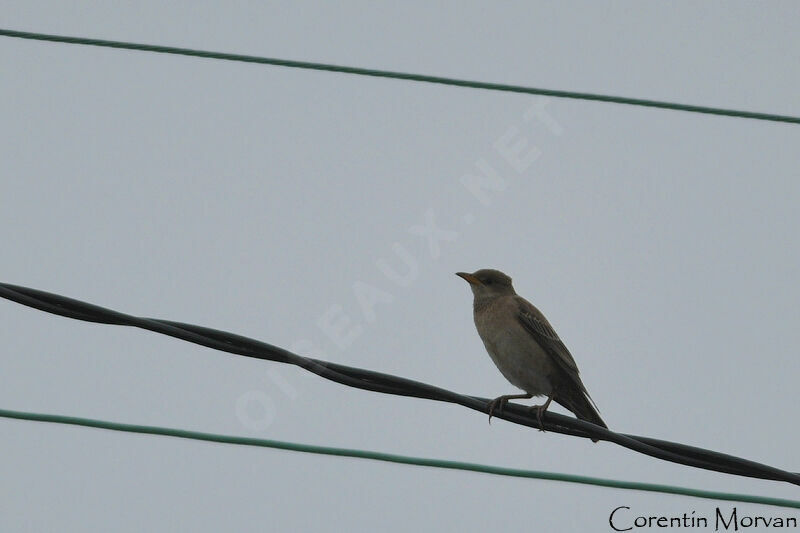 Rosy Starling