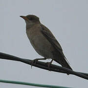 Rosy Starling