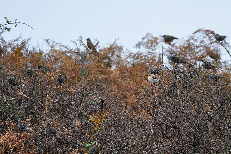 Rosy Starling