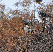 Rosy Starling