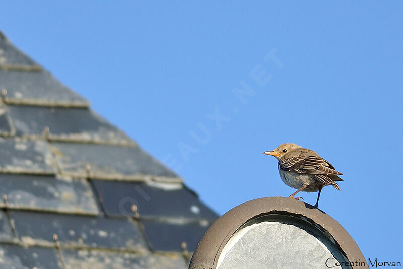 Rosy Starling