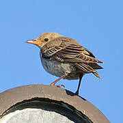 Rosy Starling