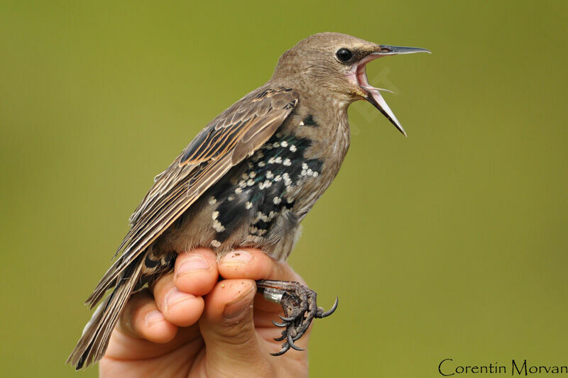 Common Starling