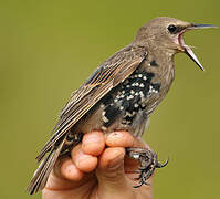 Common Starling