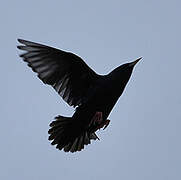 Spotless Starling