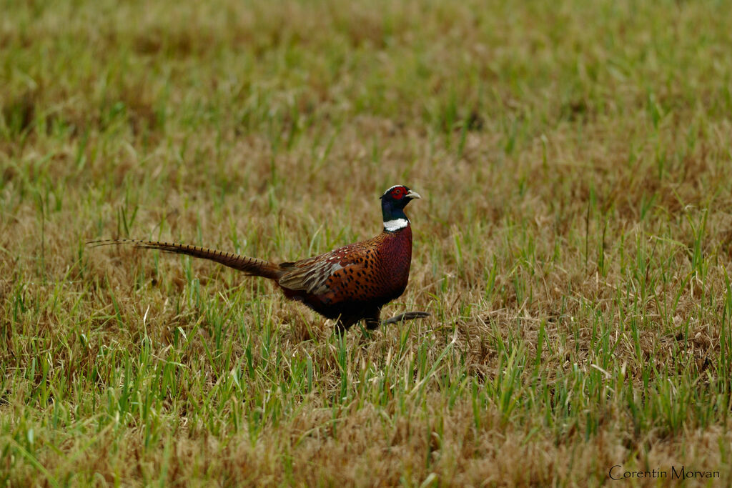 Common Pheasant