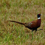 Common Pheasant