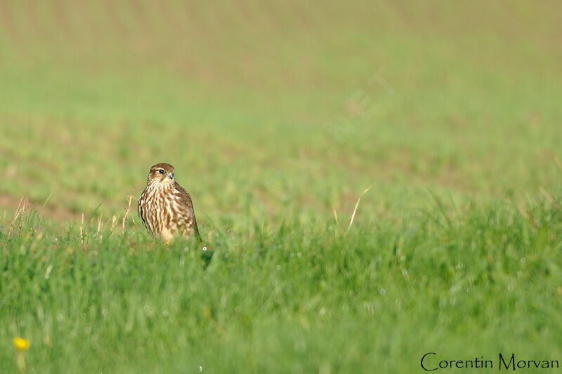 Merlin