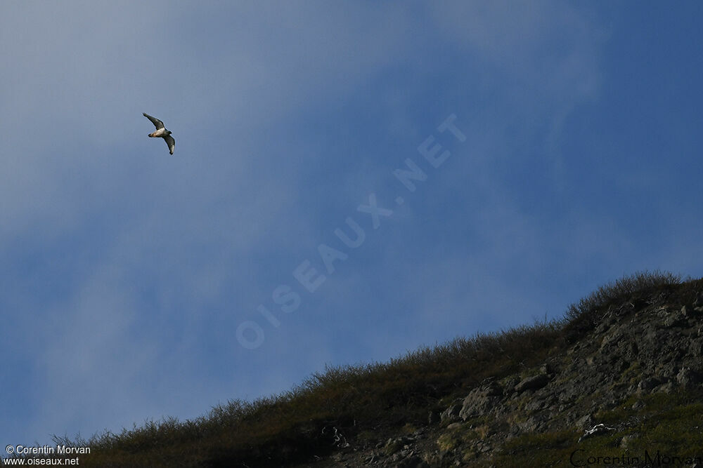 Gyrfalcon