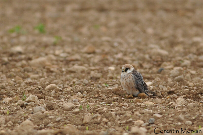 Red-footed Falcon