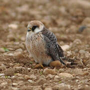 Red-footed Falcon