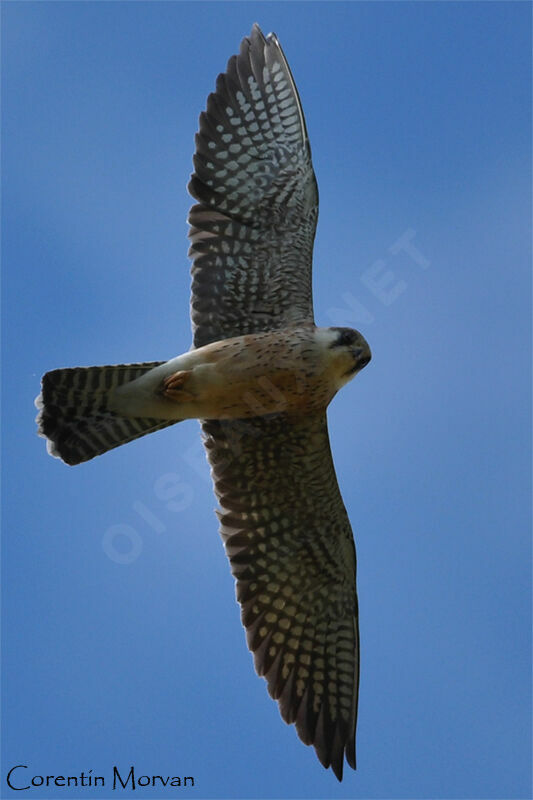 Red-footed Falcon