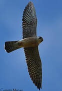 Red-footed Falcon