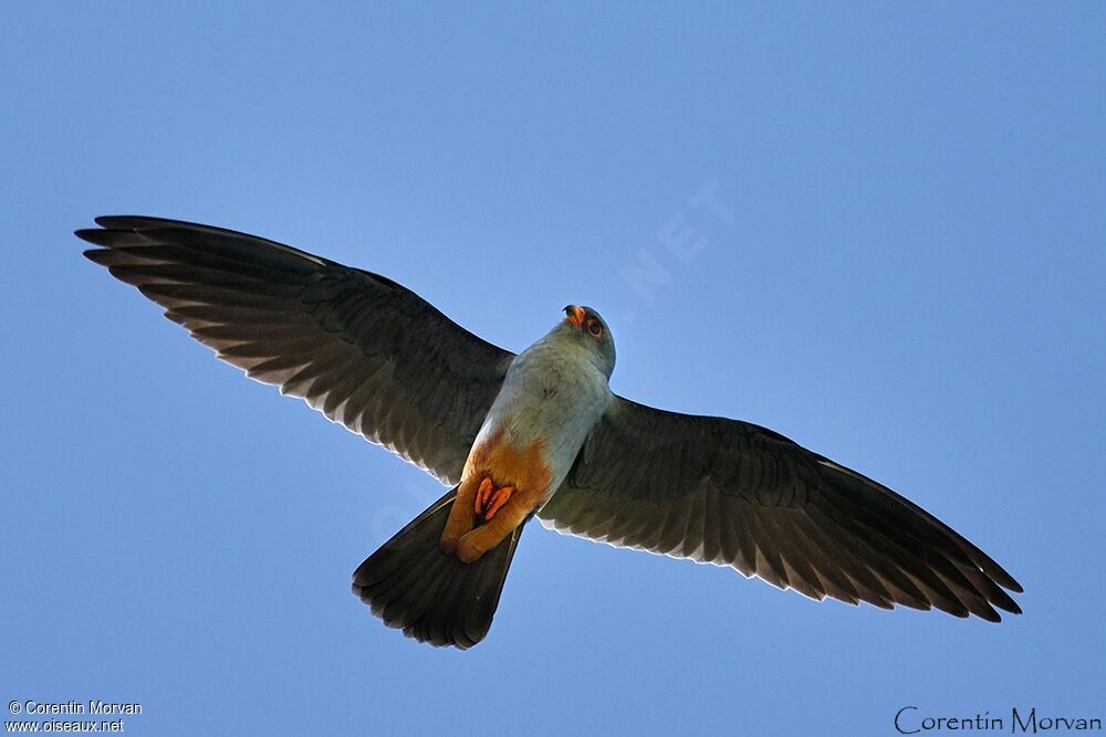 Red-footed Falcon