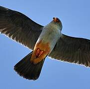 Red-footed Falcon