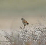 Spectacled Warbler