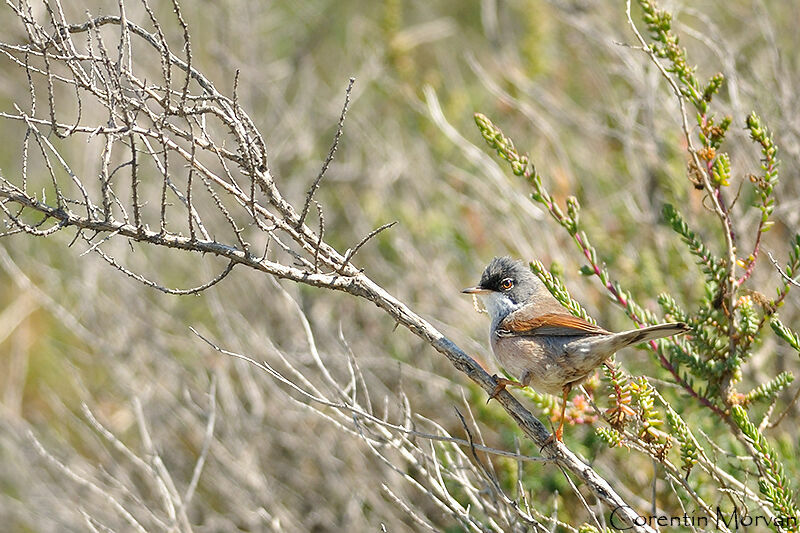 Spectacled Warbler