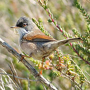 Spectacled Warbler