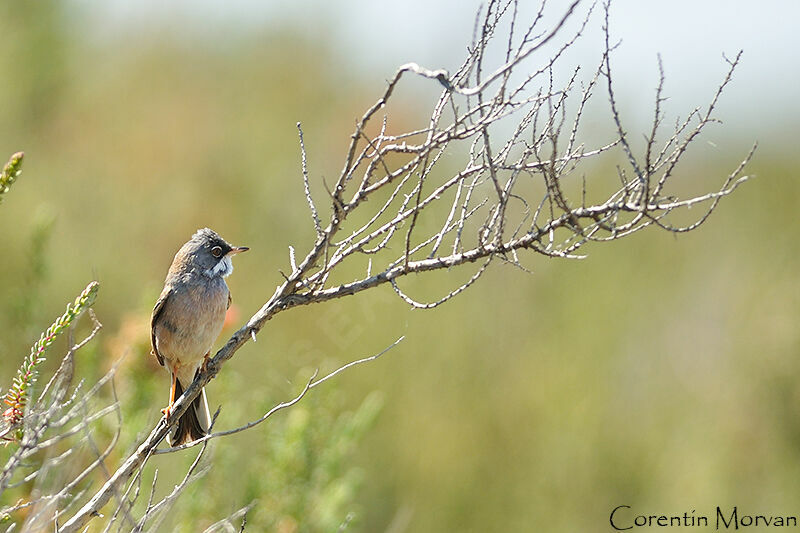 Spectacled Warbler