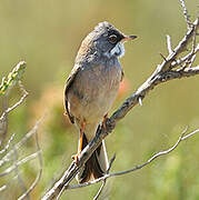 Spectacled Warbler