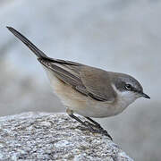 Lesser Whitethroat