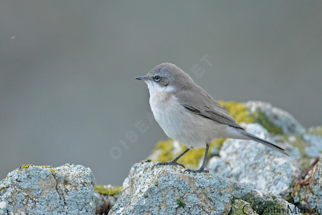 Lesser Whitethroat