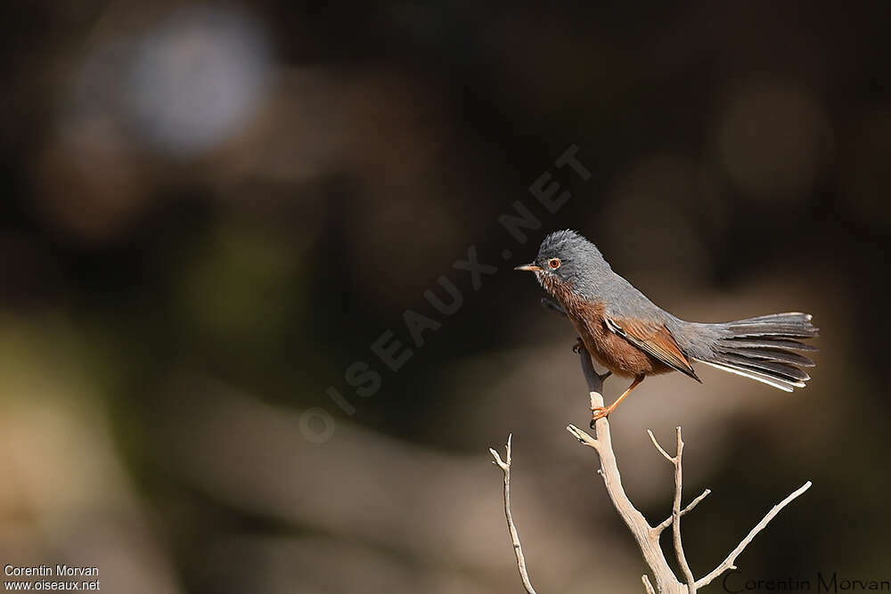 Tristram's Warbler male adult breeding, identification