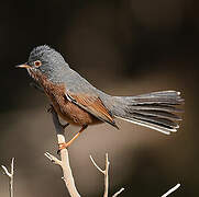 Tristram's Warbler