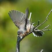 Moltoni's Warbler