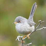 Balearic Warbler