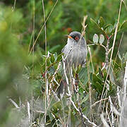 Balearic Warbler