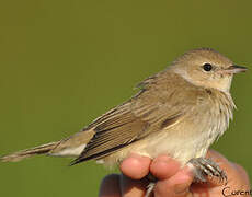 Garden Warbler