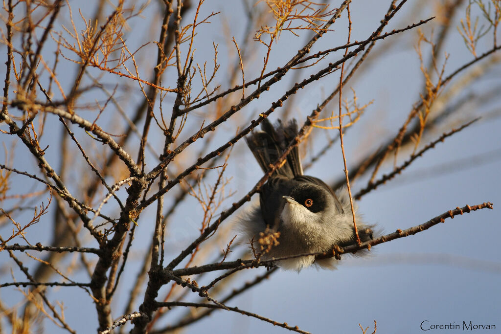 Sardinian Warbler