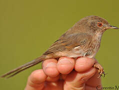 Dartford Warbler