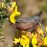 Dartford Warbler