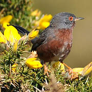 Dartford Warbler