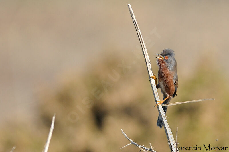 Dartford Warbler