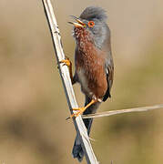 Dartford Warbler